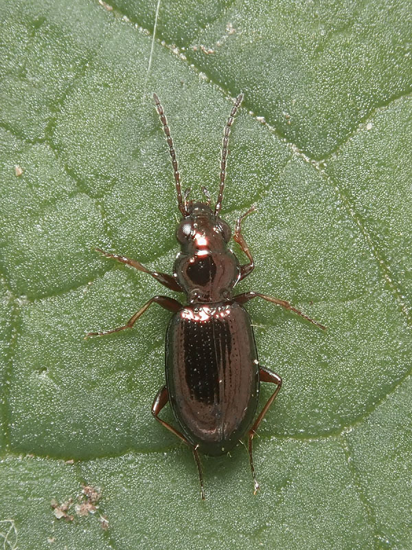 Carabidae: ancora una Metallina... M. lampros